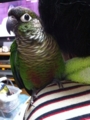 [Conure][ウロコインコ]