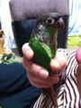 [Conure][ウロコインコ]