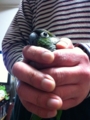 [Conure][ウロコインコ]