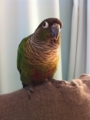 [Conure][ウロコインコ]