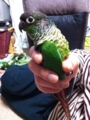 [Conure][ウロコインコ]