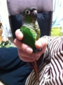 [Conure][ウロコインコ]
