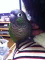 [Conure][ウロコインコ]