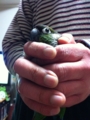 [Conure][ウロコインコ]