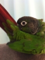 [Conure][ウロコインコ]