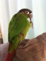 [Conure][ウロコインコ]