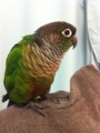 [Conure][ウロコインコ]