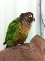 [Conure][ウロコインコ]