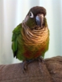 [Conure][ウロコインコ]