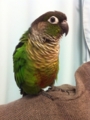 [Conure][ウロコインコ]