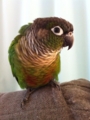[Conure][ウロコインコ]