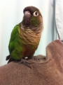 [Conure][ウロコインコ]