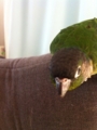 [Conure][ウロコインコ]