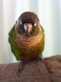 [Conure][ウロコインコ]
