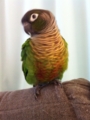 [Conure][ウロコインコ]
