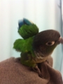 [Conure][ウロコインコ]