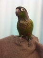 [Conure][ウロコインコ]