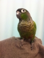 [Conure][ウロコインコ]