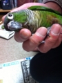 [Conure][ウロコインコ]