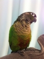 [Conure][ウロコインコ]