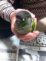 [Conure][ウロコインコ]