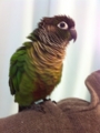 [Conure][ウロコインコ]