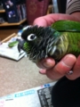 [Conure][ウロコインコ]