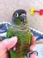 [Conure][ウロコインコ]