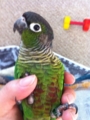 [Conure][ウロコインコ]
