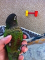 [Conure][ウロコインコ]