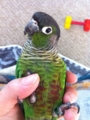 [Conure][ウロコインコ]