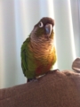 [Conure][ウロコインコ]