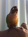[Conure][ウロコインコ]