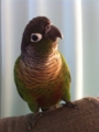 [Conure][ウロコインコ]