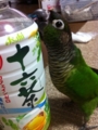 [Conure][ウロコインコ]