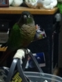 [Conure][ウロコインコ]