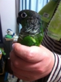 [Conure][ウロコインコ]
