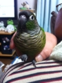 [Conure][ウロコインコ]