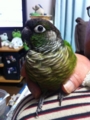 [Conure][ウロコインコ]