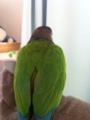 [Conure][ウロコインコ]