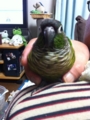 [Conure][ウロコインコ]