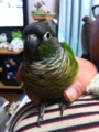 [Conure][ウロコインコ]