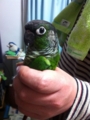 [Conure][ウロコインコ]