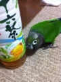 [Conure][ウロコインコ]