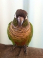[Conure][ウロコインコ]