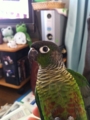 [Conure][ウロコインコ]