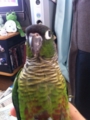 [Conure][ウロコインコ]