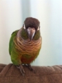 [Conure][ウロコインコ]