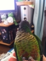 [Conure][ウロコインコ]