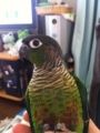 [Conure][ウロコインコ]